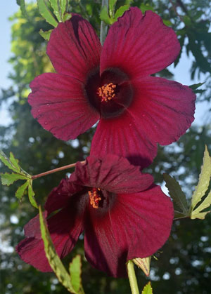 Hibiscus cannabinus Ruby Red 4