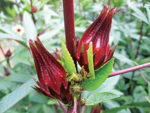 Hibiscus cannabinus Ruby Red 1