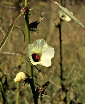 Hibiscus cannabinus Yellow Kenaf Brown Indianhemp 2