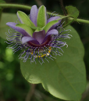 Passiflora menispermifolia4