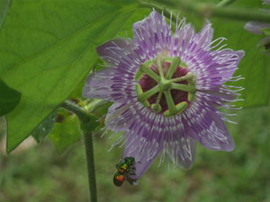 Passiflora menispermifolia3