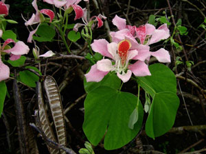 Bauhinia monandra Pink Bauhinia Orchid Tree Napoleons Plume 4