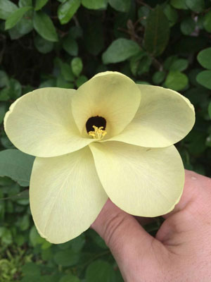 Bauhinia tomentosa St Thomas Bell Orchid Yellow Butterfly Tree 2