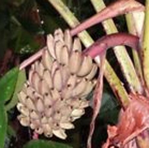 Musa argentii-Wild Banane-Graines