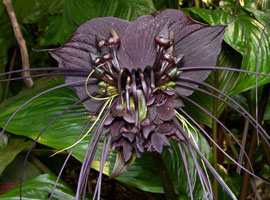 Tacca chantrieri Black Bat Flower