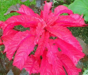 Amaranthus tricolor Molten Fire 3