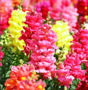 Here I am offering Seeds from Antirrhinum majus Maximum, also known as Garden Snapdragon. These beautiful flowers look great in a cut flower arrangement and they are essential for any cottage garden. This fragrant flower attracts several bees and butterflies. This is a host plant for the Common Buckeye butterfly. This plant can be grown as an annual anywhere and it will also survive the winter as a short lived perennial in USDA Hardiness Zones 7 to 11