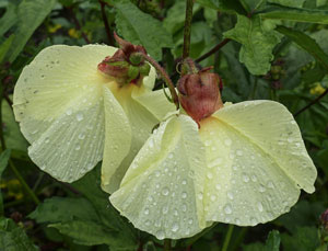 Hibiscus cannabinus Yellow Kenaf Brown Indianhemp 3