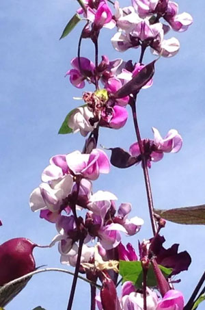 Lablab purpureus Hyacinth Bean 4