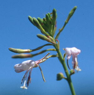 Oenothera filiformis Large Flowering Gaura 3