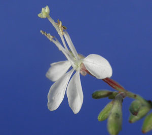 longflower beeblossom Oenothera filiformis $3.00 —100 seeds large-flwd gaura