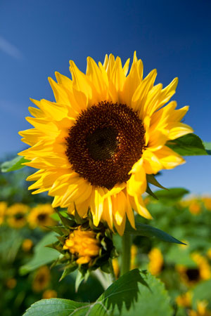 Helianthus annuus Common Sunflower 5