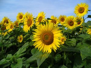 Helianthus annuus Common Sunflower 4