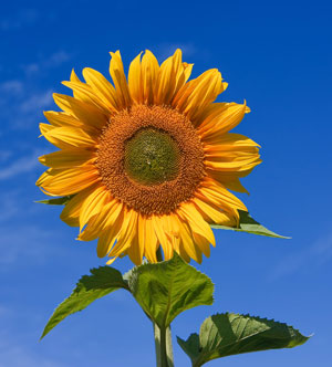 Helianthus annuus Common Sunflower 3