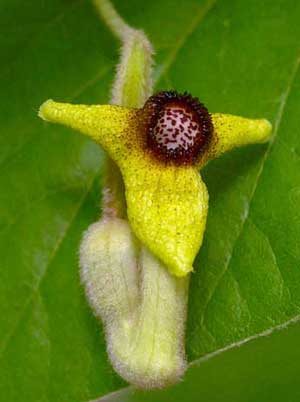 Aristolochia tomentosa Wooly Pipevine