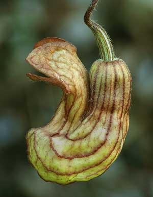 Aristolochia californica California Pipevine