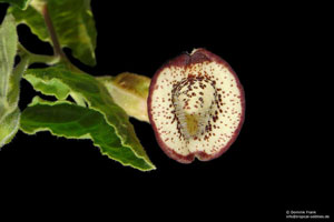 Aristolochia coryi
