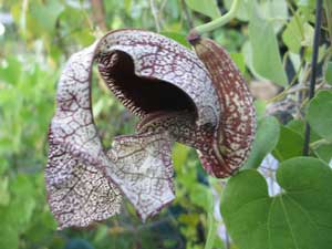Aristolochia cymbifera gonzaga. This plant like either full sun or partial shade. I love this flower because of its peculiar 6 to 8 inch contorted blossom. This gonzaga cultivar was bred and selected for its very large blossom with such an interesting pattern. All Aristolochia species, except for the Aristolochia gigantea, are larval host plants for the Pipevine Swallowtail, Polydamas Swallowtail, and Mylotes Cattleheart butterflies. USDA Hardiness Zones 8 to 10