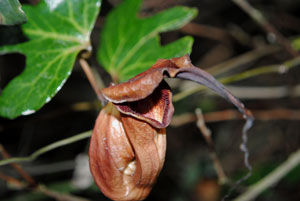 Aristolochia macroura Ortega 3