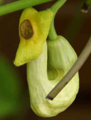 Aristolochia manshuriensis Birthwort Manchurian pipevine