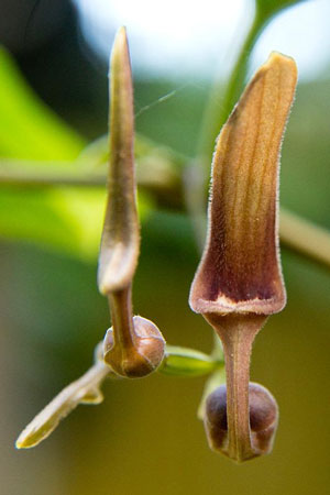 Aristolochia tagala Indian Birthwort 2