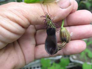 Aristolochia tiracambu #2