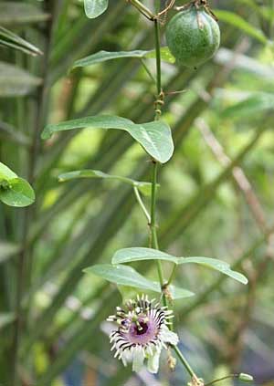 Passiflora colinvauxii