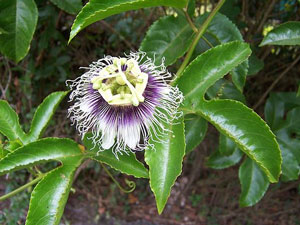Passiflora edulis Flavicarpa Yellow Passionfruit