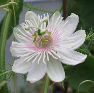 Passiflora foetida var. gossypifolia | Cottonleaf Passionflower