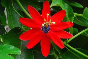 Passiflora manicata Red Passion Flower