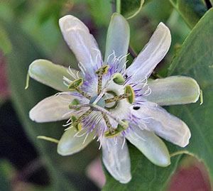 Passiflora tenuifilia 5