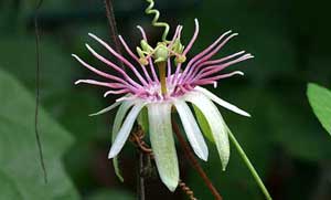 Here, I am offering seeds from Passiflora rubra, also known as dutchmans laudanum. This vine likes to live in either full sun or partial shade and blooms from late Spring until the middle of the Fall. This is the host plant for the Zebra Long Wing, Zebra Heliconian, Julia Heliconian, Isabellas Heliconian, Banded Orange Heliconian, Mexican Fritillary, Scarce Bamboo Page, Erato Heliconian, Variegated Fritillary, and Gulf Fritillary butterflies. It is also a larval host plant for the Plebeian sphinx Moth. USDA Hardiness Zones 9 to 10