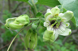 Passiflora sicyoides 3
