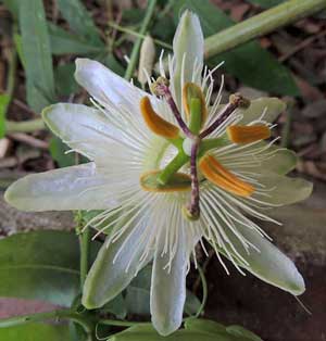 This is Passiflora subpeltata, also known as White passion flower. This climber begins blooming in late spring and finishes in the middle of the Fall. It is a popular plant with all of the bees, birds, and butterflies. This is a host plant for the Zebra Long Wing, Zebra Heliconian, Julia Heliconian, Isabellas Heliconian, Banded Orange Heliconian, Mexican Fritillary, Scarce Bamboo Page, Erato Heliconian, Variegated Fritillary, and Gulf Fritillary butterflies. It is also a larval host plant for the Plebeian sphinx Moth. USDA Hardiness Zones 9 to 11.