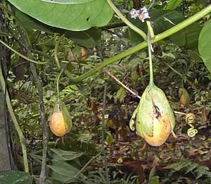 Passiflora tiliifolia