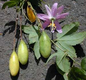 Passiflora tripartita Banana Poka Tacso Tumbo Curuba