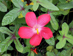 Abelmoschus moschatus Abelmosk Ambrette Annual hibiscus 3