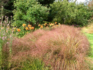 Anemanthele lessoniana Stipa arundinacea Feather Hair Grass 4
