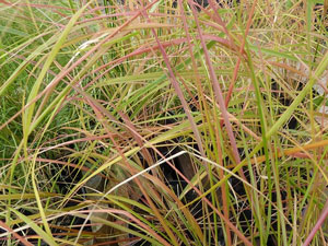 Anemanthele lessoniana Stipa arundinacea Feather Hair Grass 2
