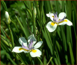 Dietes iridioides Cape Iris 4