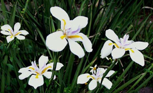 Dietes iridioides Cape Iris 1