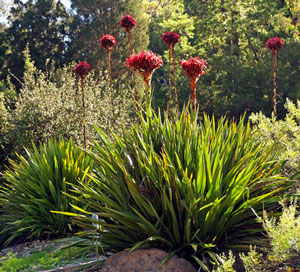 Doryanthes excelsa Giant Flame Lily 4