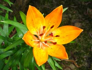 Lilium bulbiferum croceum Orange Fire Tiger Lily