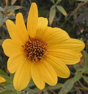 Helianthus pauciflorus Stiff Prairie Showy Sunflower