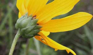 Helianthus pauciflorus Stiff Prairie Showy Sunflower