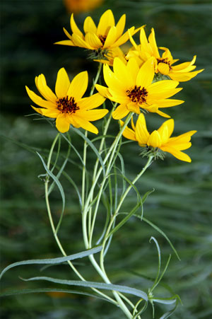 Helianthus salicifolius Willowleaf Sunflower 4