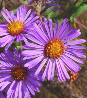Here, I am offering seeds from Symphyotrichum novae-angliae, also known as New England Aster, Hardy Aster, and Michaelmas Daisy. This plant does well in full sun, and is fairly happy in light shade, but when it is in the full sun it attracts even more birds, bees, and butterflies than usual. Not only is this a great butterfly plant but it is also deer resistant and very attractive. This is a nectar plant for the Pearl Crescent, Behrs Metalmark, Dainty Sulphur, Field Crescent, Little Yellow, Eastern Tailed-Blue, Sachem, Viceroy, Question Mark, American Snout, Painted Crescent, Northern Checkerspot, Plains Skipper, Common Buckeye, Cabbage White, Arctic Fritillary, Orange Sulphur, Western Branded Skipper, Common Branded Skipper, Common Checkered-Skipper, and Leonards Skipper butterflies. USDA Hardiness Zones 3 to 10