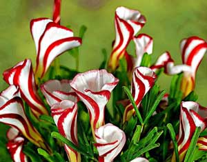 Oxalis versicolor Candycane Sorrel