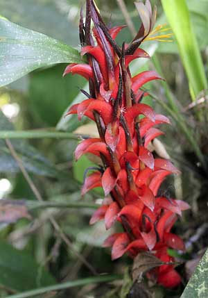 Pitcairnia squarrosa colorata