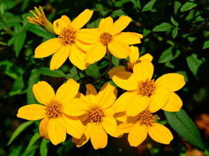 Tagetes lemmonii Shrub Marigold Mexican Bush Mount Lemmon 5
